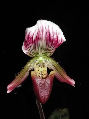 Bild von Paphiopedilum callosum 2